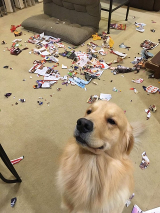 Illustration de l'article : 11 photos de chats et de chiens qui captent l'attention grâce à leurs pitreries