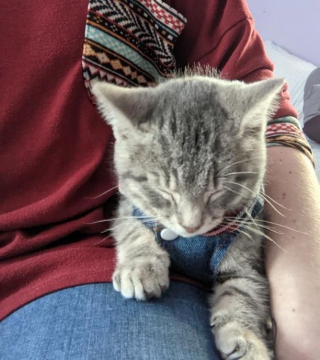 Illustration de l'article : Assis au milieu de la route, un chaton errant attendait la venue de son ange gardien...