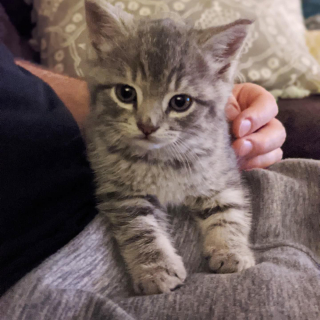 Illustration de l'article : Assis au milieu de la route, un chaton errant attendait la venue de son ange gardien...