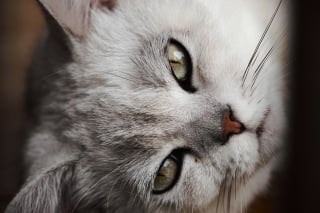 Illustration de l'article : Depuis sa domestication, le chat aurait vu la taille de son cerveau rétrécir selon cette étude