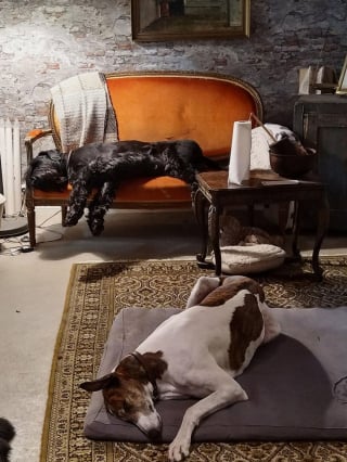 Illustration de l'article : 18 photos d'animaux ressemblant à des peintures classiques