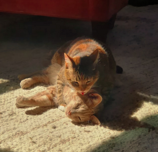Illustration de l'article : 18 photos d'animaux ressemblant à des peintures classiques