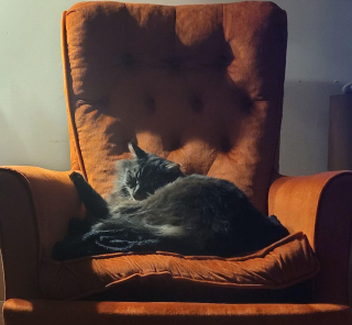 Illustration de l'article : 18 photos d'animaux ressemblant à des peintures classiques