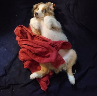 Illustration de l'article : 18 photos d'animaux ressemblant à des peintures classiques
