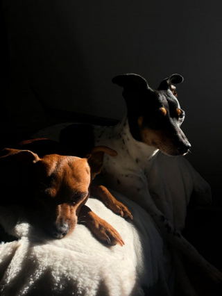 Illustration de l'article : 18 photos d'animaux ressemblant à des peintures classiques