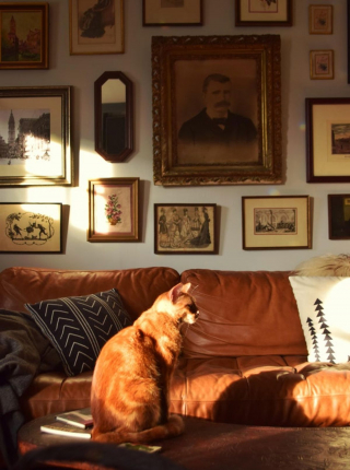 Illustration de l'article : 18 photos d'animaux ressemblant à des peintures classiques