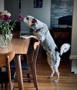 Illustration de l'article : 18 photos d'animaux ressemblant à des peintures classiques
