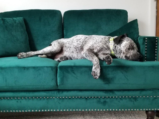 Illustration de l'article : 18 photos d'animaux ressemblant à des peintures classiques