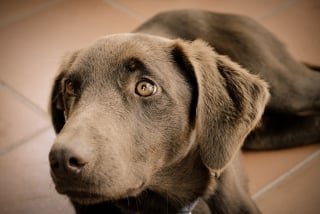 Illustration de l'article : 9 astuces pour calmer et rassurer votre chien pendant un orage ou un feu d'artifice