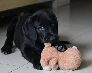 Illustration de l'article : 9 astuces pour calmer et rassurer votre chien pendant un orage ou un feu d'artifice