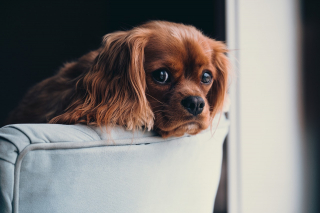 Illustration de l'article : 9 astuces pour calmer et rassurer votre chien pendant un orage ou un feu d'artifice