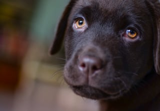Illustration de l'article : 9 astuces pour calmer et rassurer votre chien pendant un orage ou un feu d'artifice