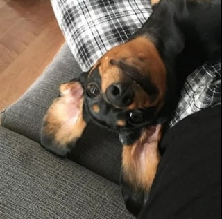 Illustration de l'article : 20 chiens adorables et marrants avec la tête à l'envers 