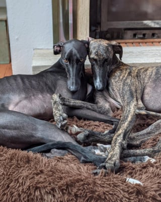 Illustration de l'article : 20 photos pour découvrir la race d'exception qu'est le Lévrier Espagnol (ou Galgo)