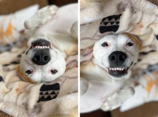 Illustration de l'article : 20 chiens adorables et marrants avec la tête à l'envers 