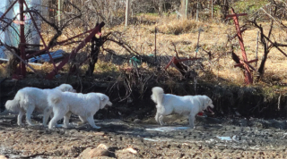 Illustration de l'article : 2 pompiers qui avaient trouvé une famille de chiens survivants d’un terrible incendie leur rendent visite un an plus tard avec émotion