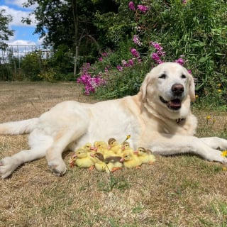 Illustration de l'article : Fred le Labrador ami des canetons, "récidive" en adoptant une nouvelle portée orpheline