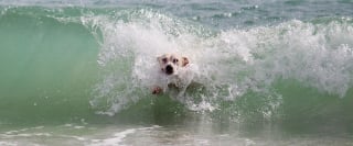 Illustration de l'article : 9 conseils fondamentaux pour emmener votre chien à la plage et en toute sécurité