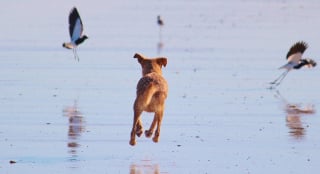 Illustration de l'article : 9 conseils fondamentaux pour emmener votre chien à la plage et en toute sécurité