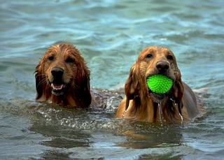 Illustration de l'article : 9 conseils fondamentaux pour emmener votre chien à la plage et en toute sécurité
