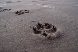 Illustration de l'article : 9 conseils fondamentaux pour emmener votre chien à la plage et en toute sécurité