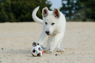 Illustration de l'article : 9 conseils fondamentaux pour emmener votre chien à la plage et en toute sécurité