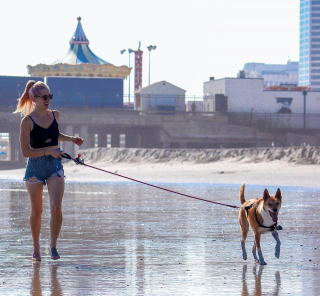 Article illustration: 9 basic tips to bring your dog to the beach safely