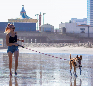 Illustration de l'article : 9 conseils fondamentaux pour emmener votre chien à la plage et en toute sécurité