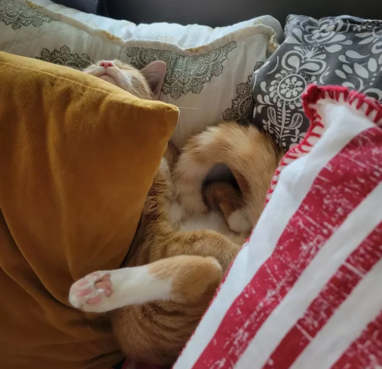 https://www.woopets.fr/assets/ckeditor/2022/jul/actualities/15654/xl/292259587_1003226343707084_1780111591424238165_n.jpg
