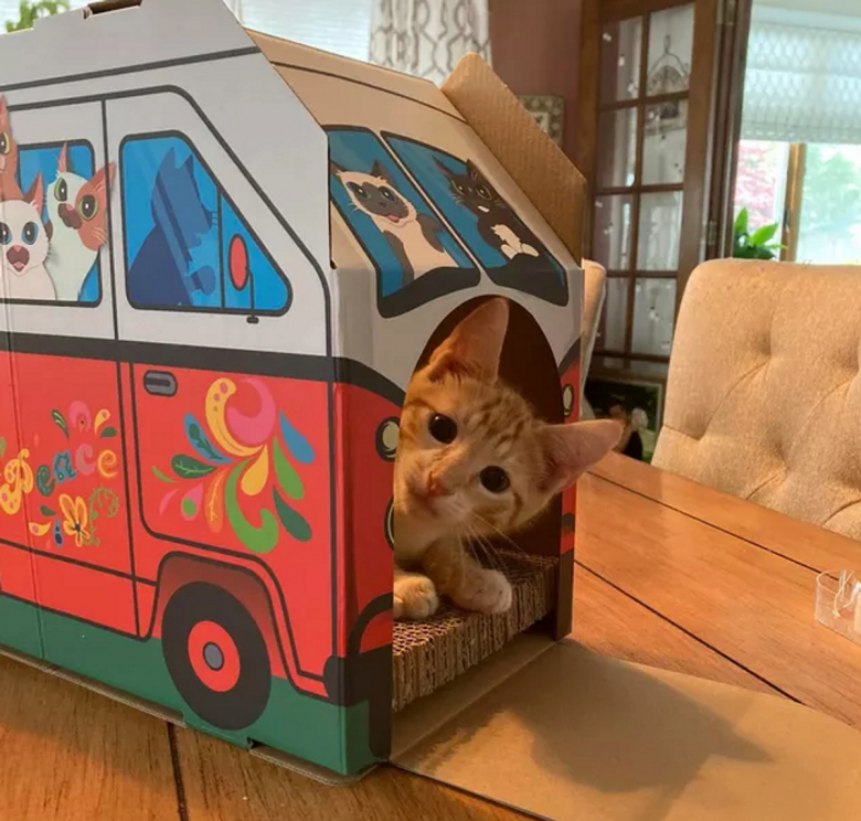 https://www.woopets.fr/assets/ckeditor/2022/jul/actualities/15654/xl/292294201_904645027596677_2703868010127265287_n.jpg