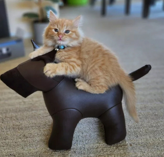 Illustration de l'article : 15 photos qui valideraient la légende selon laquelle les chats roux seraient les plus farceurs