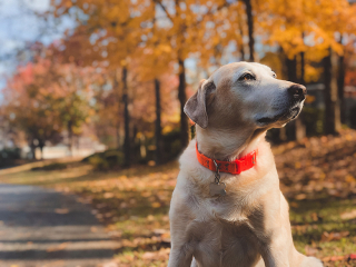 Illustration de l'article : Un couple condamné par la justice pour maltraitance envers ses 2 chiens