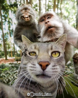 Illustration de l'article : 14 selfies de chats hilarants et adorables