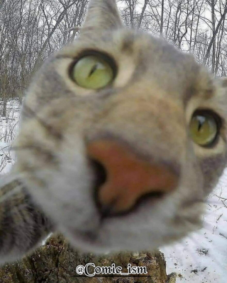 Illustration de l'article : 14 selfies de chats hilarants et adorables