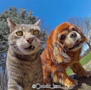 Illustration de l'article : 14 selfies de chats hilarants et adorables