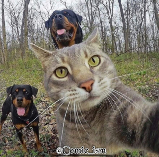 Illustration de l'article : 14 selfies de chats hilarants et adorables