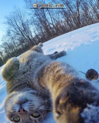 Illustration de l'article : 14 selfies de chats hilarants et adorables