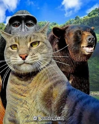 Illustration de l'article : 14 selfies de chats hilarants et adorables