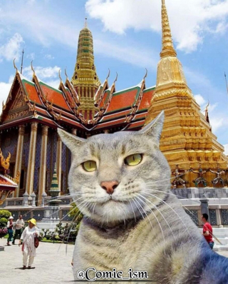 Illustration de l'article : 14 selfies de chats hilarants et adorables