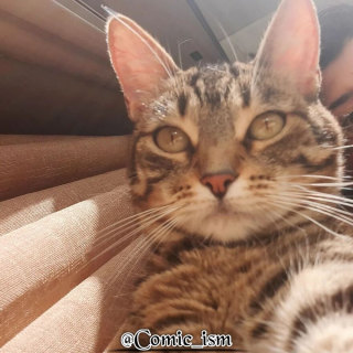 Illustration de l'article : 14 selfies de chats hilarants et adorables
