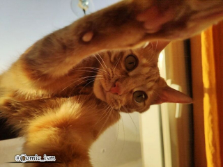 Illustration de l'article : 14 selfies de chats hilarants et adorables