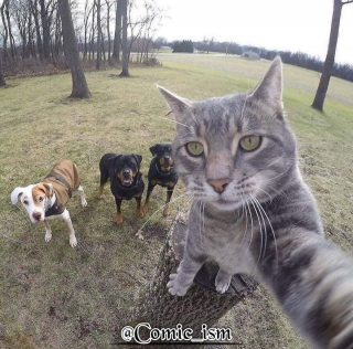Illustration de l'article : 14 selfies de chats hilarants et adorables