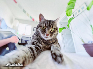 Illustration de l'article : 14 selfies de chats hilarants et adorables