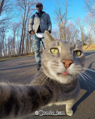 Illustration de l'article : 14 selfies de chats hilarants et adorables