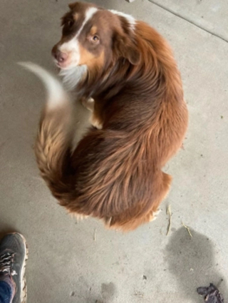 Illustration de l'article : Elle recueille un Border Collie errant, qui lui rend la pareille en sauvant la vie de sa mère