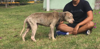 Illustration de l'article : La métamorphose de Coco, un chien découvert cachectique et couvert de puces au bord d'une rivière