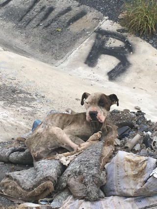 Illustration de l'article : La métamorphose de Coco, un chien découvert cachectique et couvert de puces au bord d'une rivière