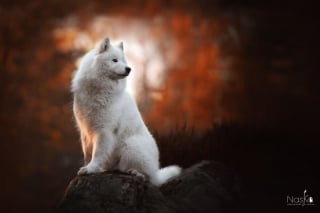 Illustration de l'article : 20 clichés d'un homme devenu amoureux de la photographie après avoir adopté un chien