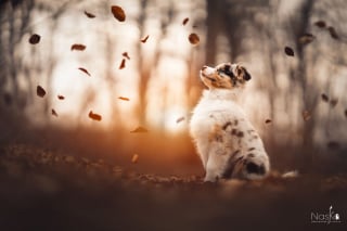 Illustration de l'article : 20 clichés d'un homme devenu amoureux de la photographie après avoir adopté un chien