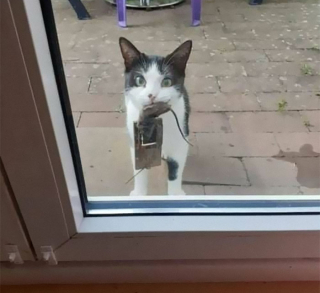 Illustration de l'article : 20 photos de chats qui ne contribueront pas à défaire le cliché selon lequel ils veulent dominer le monde